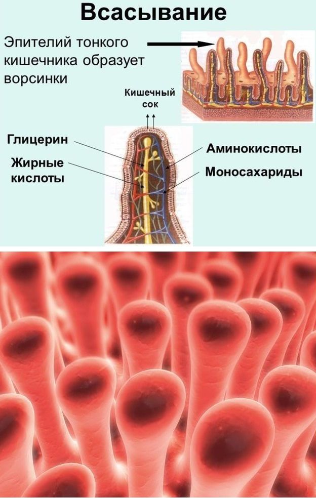 Какая структура ворсинки кишечника обозначена на рисунке цифрой 1